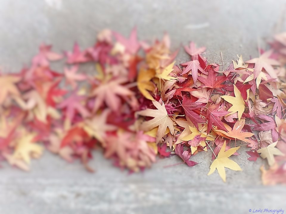 Autumn Leaves -  by Lewis & Co. Photography