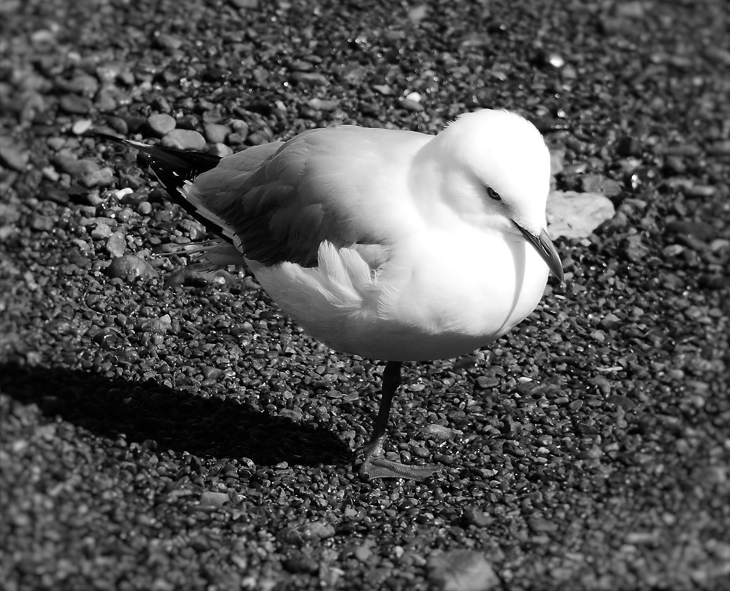 Seagull -  by Lewis & Co. Photography