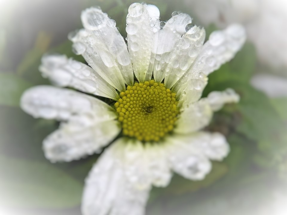 Daisy - After the rain by Lewis & Co. Photography