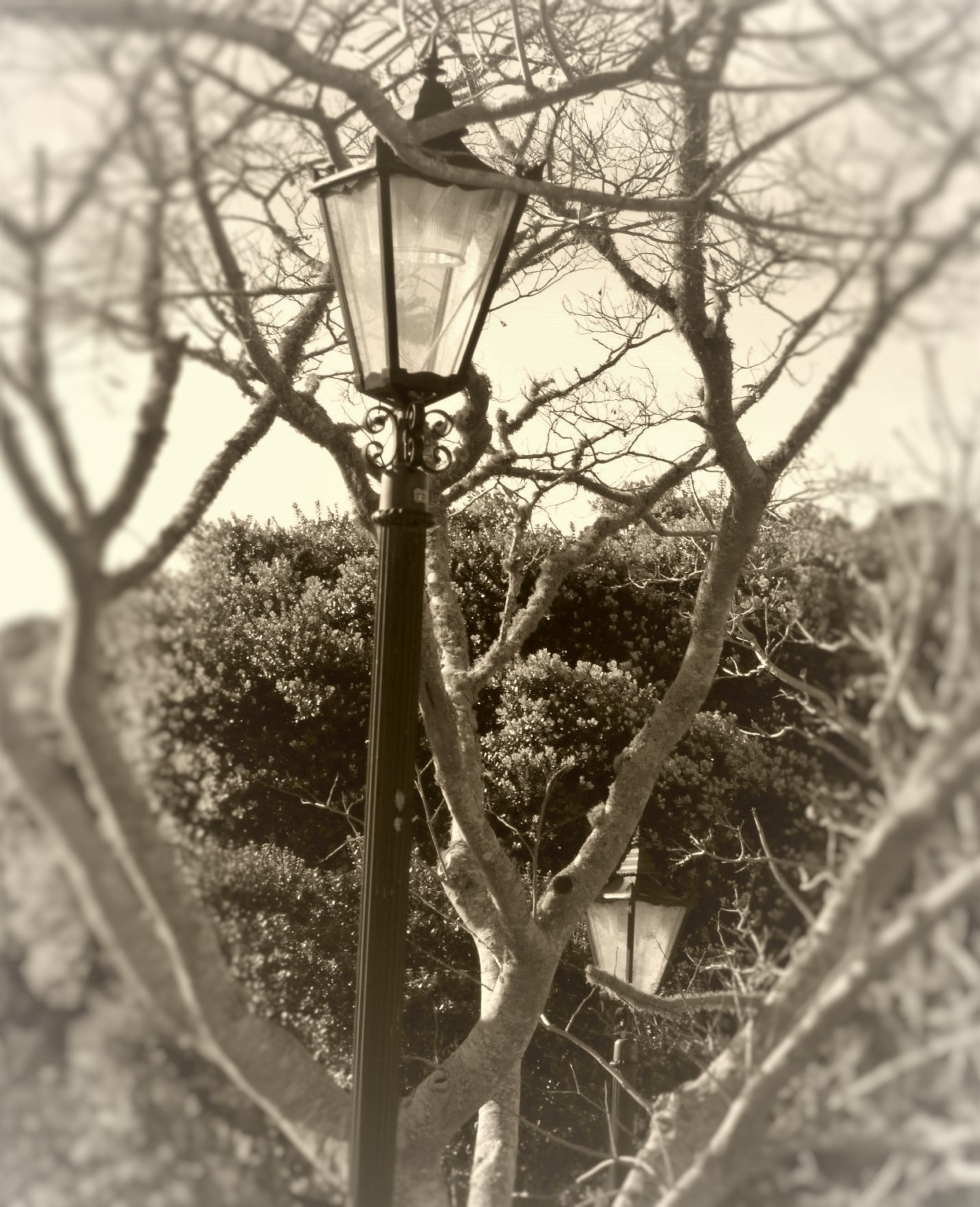 Lamp posts -  by Lewis & Co. Photography