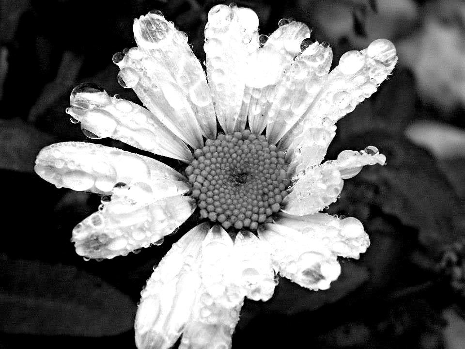 Black and white Daisy