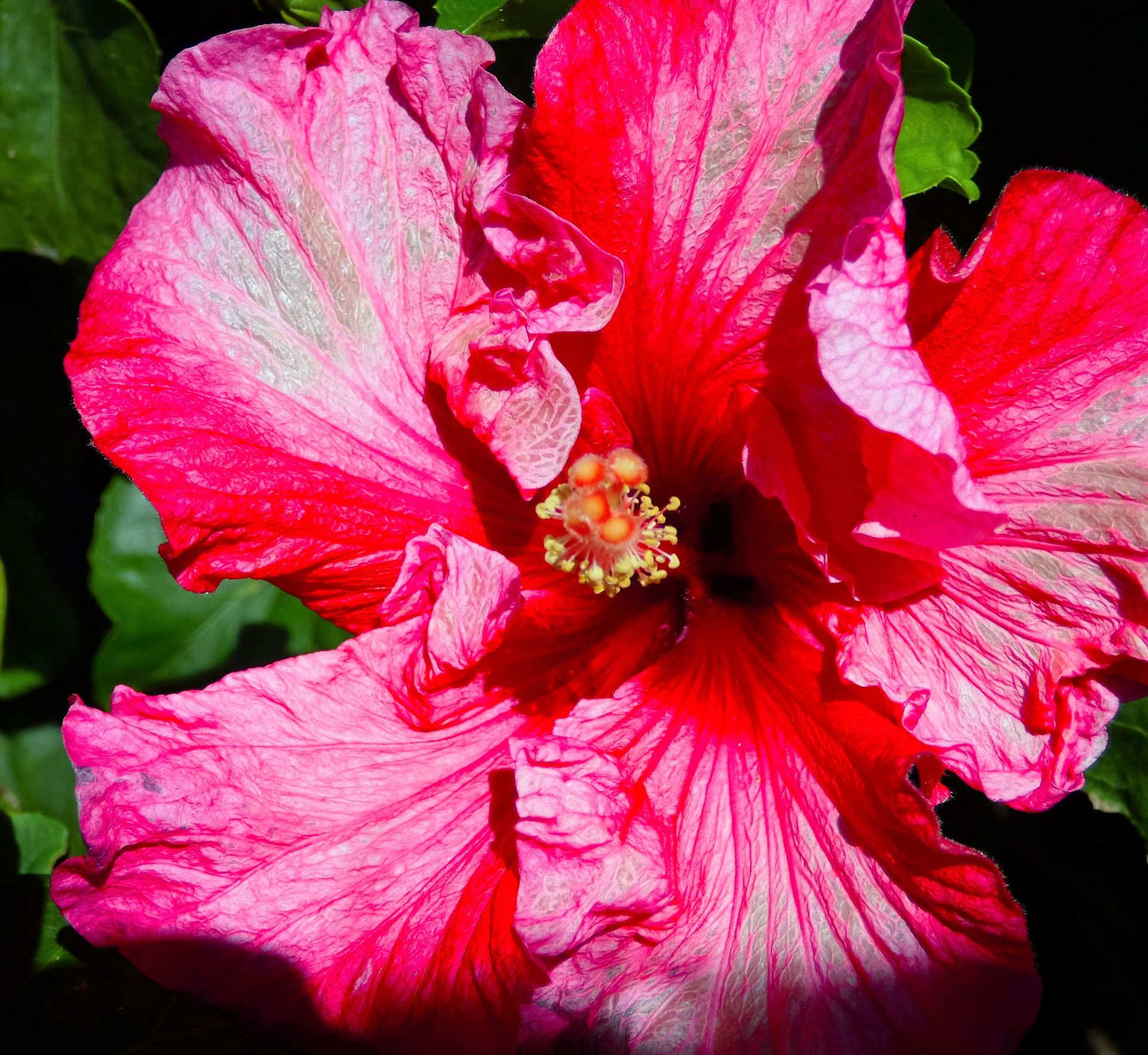 Hibiscus -  by Lewis & Co. Photography