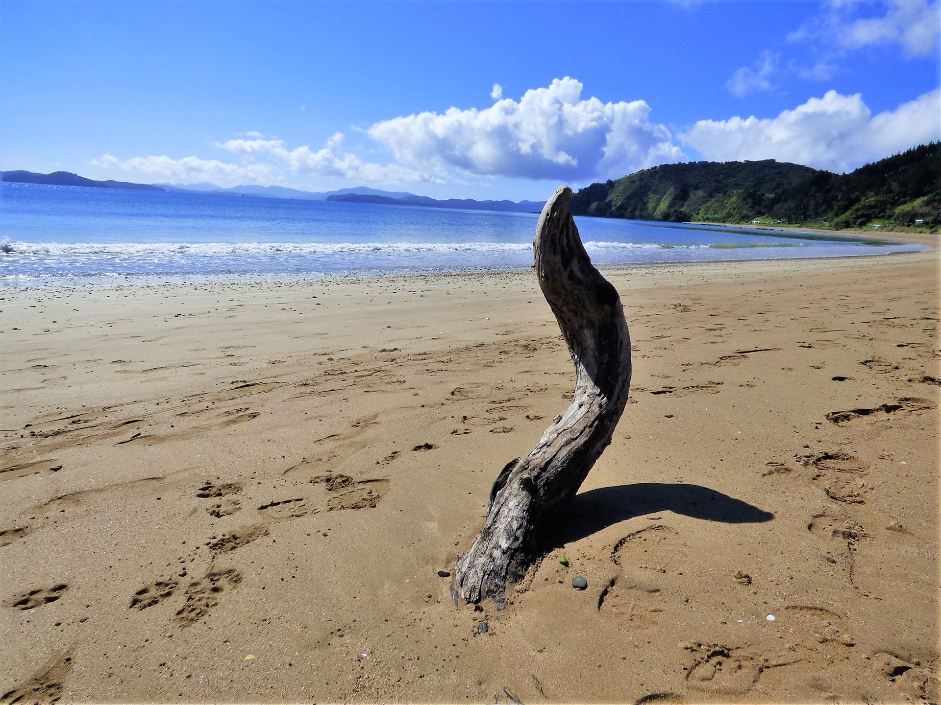Beach and driftwood sculpture