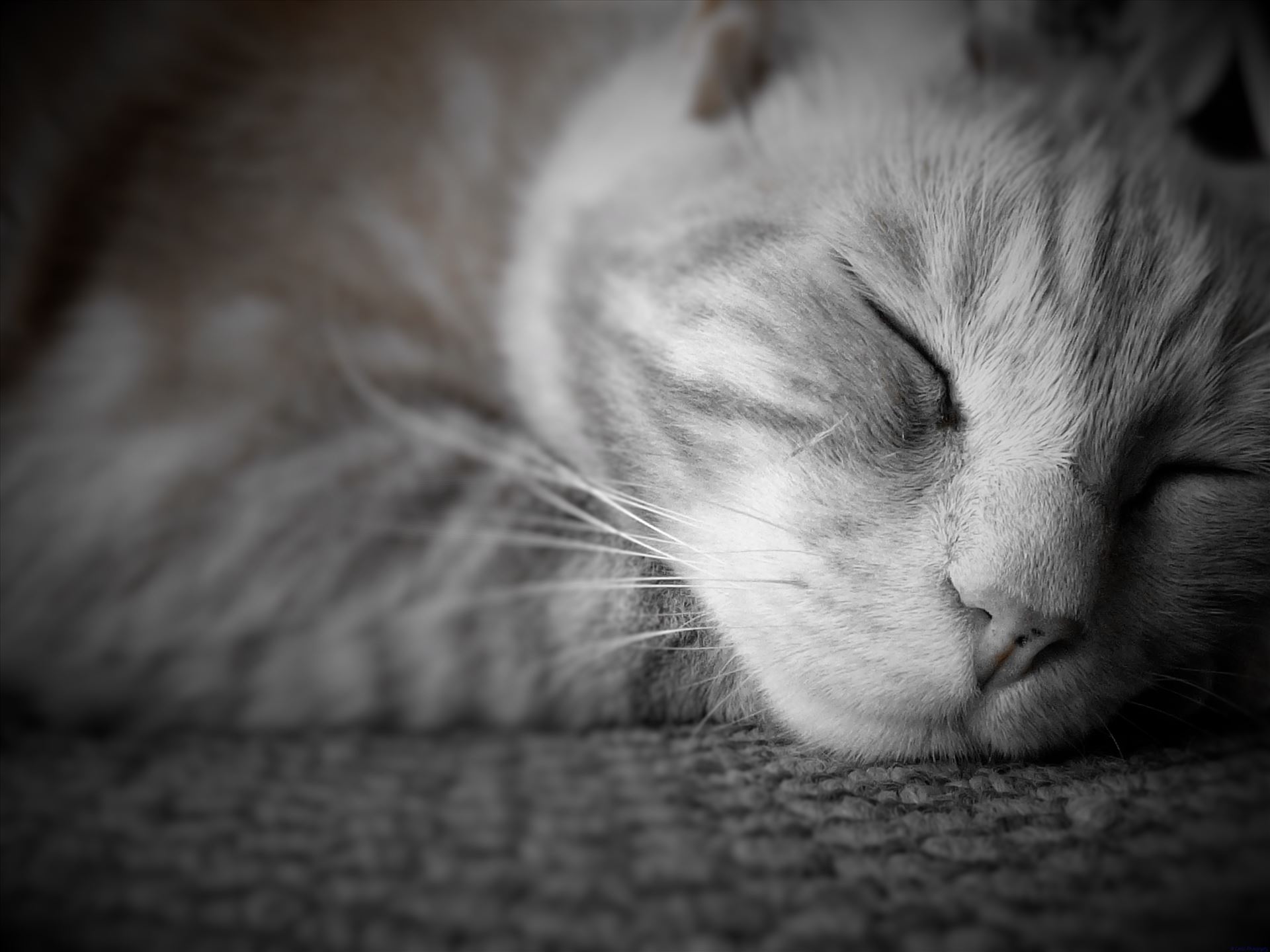 Let sleeping cats lie!! -  by Lewis & Co. Photography