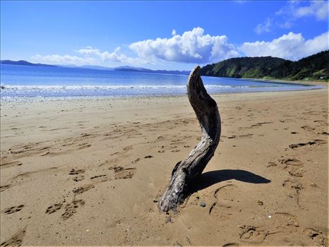 Beach and driftwood sculpture - 